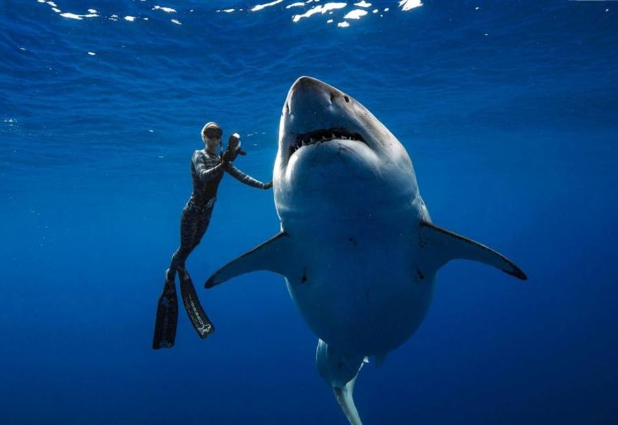 The “terrible” scene… the shark is “kidnapping” the woman in front of the swimmers!