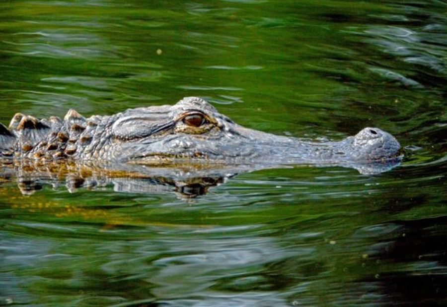 He fell into a pool full of crocodiles… “terrible” accident in Florida!