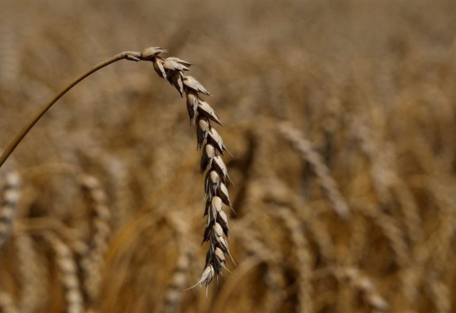 Russia reveals the date of Ukrainian grain export, and Turkey clarifies its mechanism